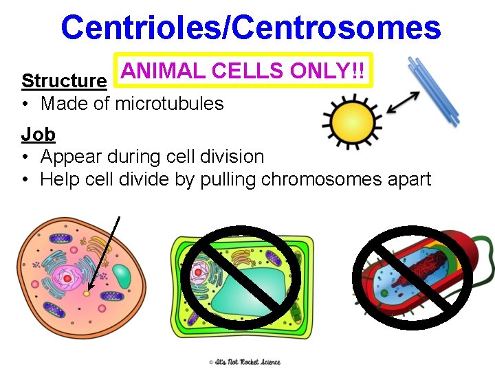 Centrioles/Centrosomes Structure ANIMAL CELLS ONLY!! • Made of microtubules Job • Appear during cell