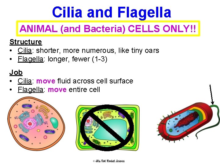 Cilia and Flagella ANIMAL (and Bacteria) CELLS ONLY!! Structure • Cilia: shorter, more numerous,