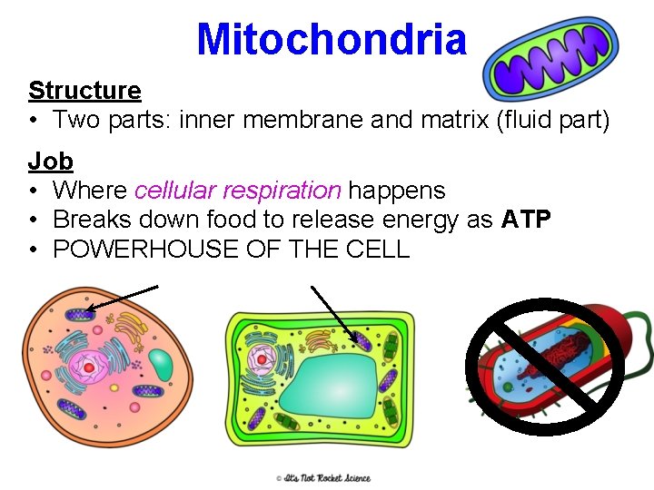 Mitochondria Structure • Two parts: inner membrane and matrix (fluid part) Job • Where