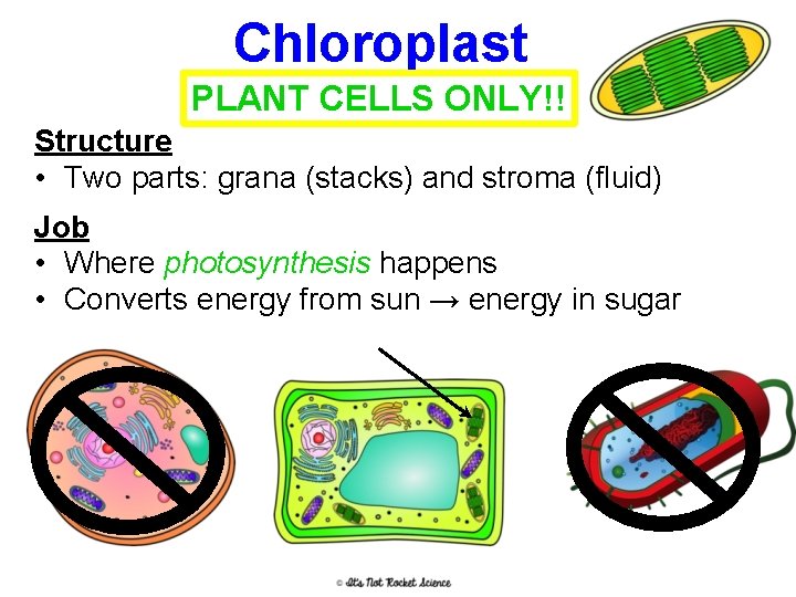 Chloroplast PLANT CELLS ONLY!! Structure • Two parts: grana (stacks) and stroma (fluid) Job