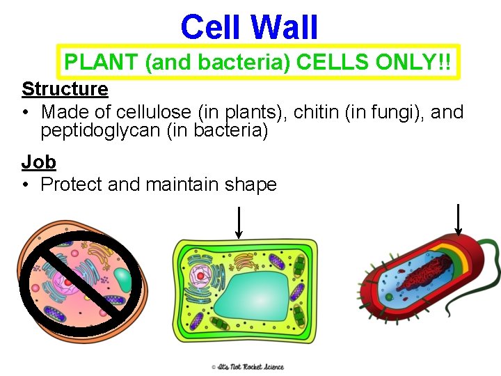 Cell Wall PLANT (and bacteria) CELLS ONLY!! Structure • Made of cellulose (in plants),