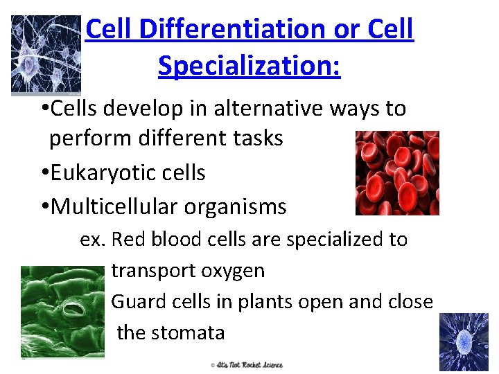 Cell Differentiation or Cell Specialization: • Cells develop in alternative ways to perform different
