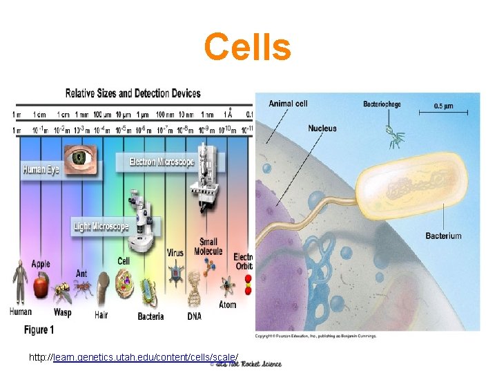 Cells http: //learn. genetics. utah. edu/content/cells/scale/ 