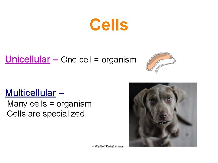 Cells Unicellular – One cell = organism Multicellular – Many cells = organism Cells