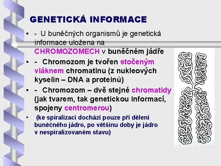 GENETICKÁ INFORMACE • - U buněčných organismů je genetická informace uložena na CHROMOZOMECH v