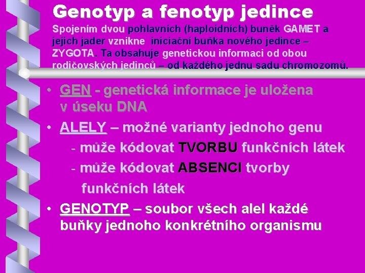 Genotyp a fenotyp jedince Spojením dvou pohlavních (haploidních) buněk GAMET a jejich jader vznikne