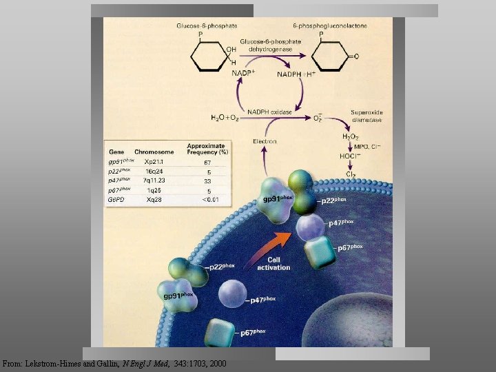 From: Lekstrom-Himes and Gallin, N Engl J Med, 343: 1703, 2000 
