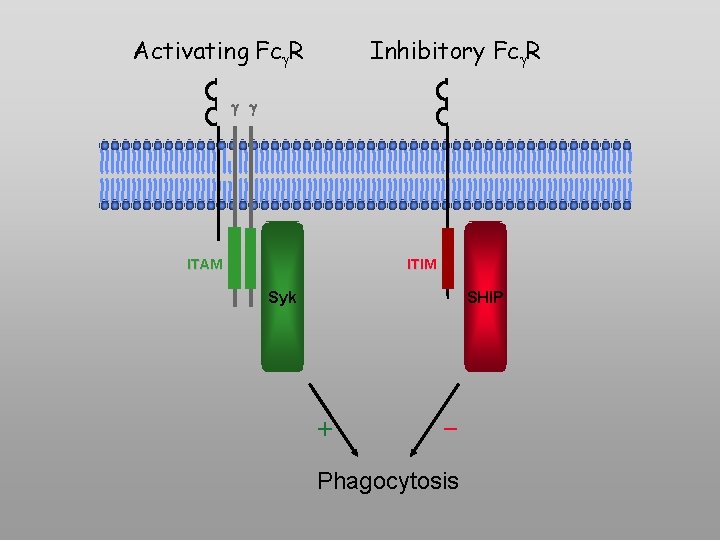 Activating Fc R Inhibitory Fc R g g ITAM ITIM Syk SHIP + -