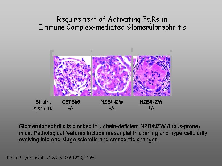 Requirement of Activating Fc Rs in Immune Complex-mediated Glomerulonephritis Strain: chain: C 57 Bl/6
