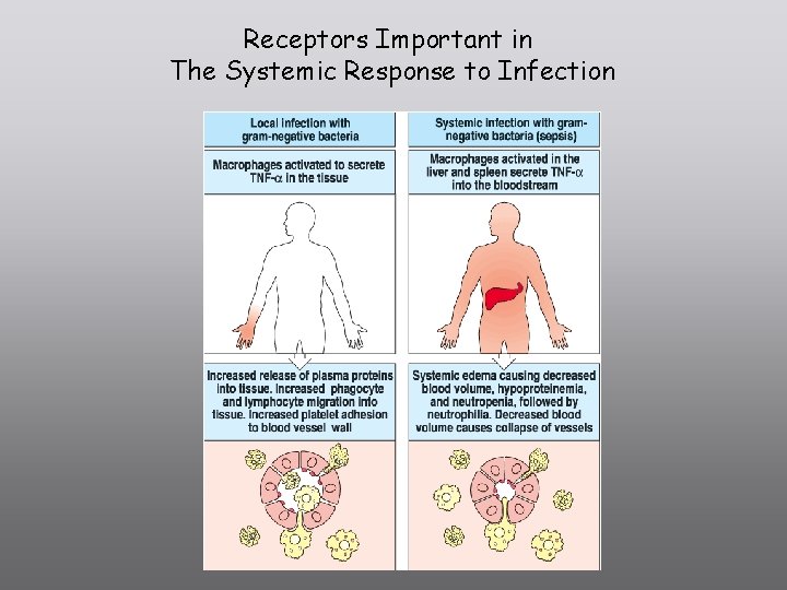 Receptors Important in The Systemic Response to Infection 