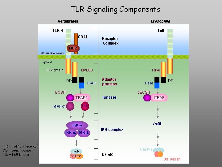 TLR Signaling Components Vertebrates Drosophila TLR-4 Toll CD 14 Receptor Complex MD 2 extracellular