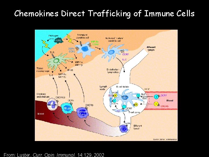 Chemokines Direct Trafficking of Immune Cells From: Luster, Curr. Opin. Immunol. 14: 129, 2002