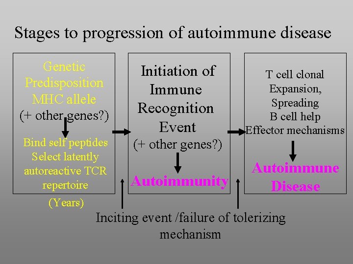 Stages to progression of autoimmune disease Genetic Predisposition MHC allele (+ other genes? )