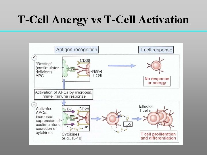T-Cell Anergy vs T-Cell Activation 