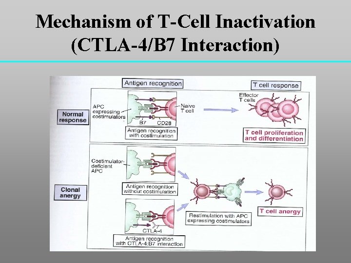 Mechanism of T-Cell Inactivation (CTLA-4/B 7 Interaction) 