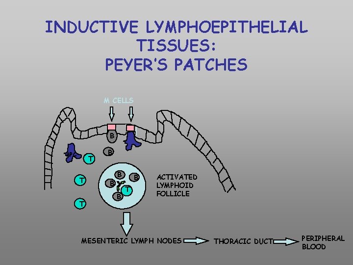 INDUCTIVE LYMPHOEPITHELIAL TISSUES: PEYER’S PATCHES M CELLS B APC T T T B B