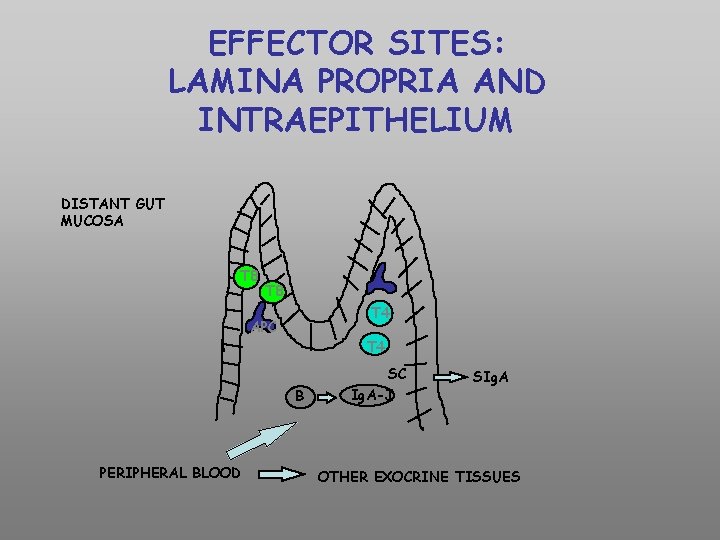 EFFECTOR SITES: LAMINA PROPRIA AND INTRAEPITHELIUM DISTANT GUT MUCOSA T 8 T 4 APC