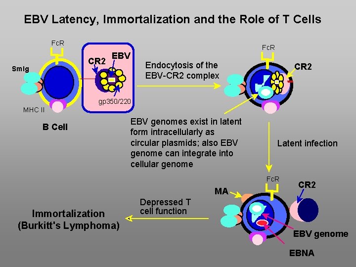 EBV Latency, Immortalization and the Role of T Cells Fc. R CR 2 Sm.