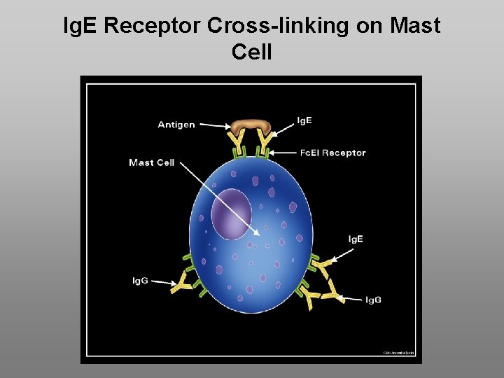 Ig. E Receptor Cross-linking on Mast Cell 