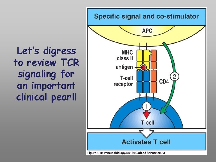 Let’s digress to review TCR signaling for an important clinical pearl! 