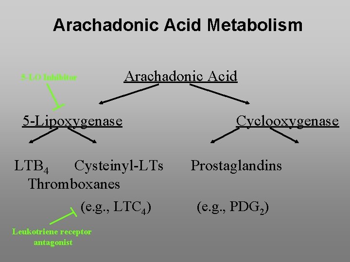 Arachadonic Acid Metabolism Arachadonic Acid 5 -LO Inhibitor 5 -Lipoxygenase LTB 4 Cysteinyl-LTs Thromboxanes