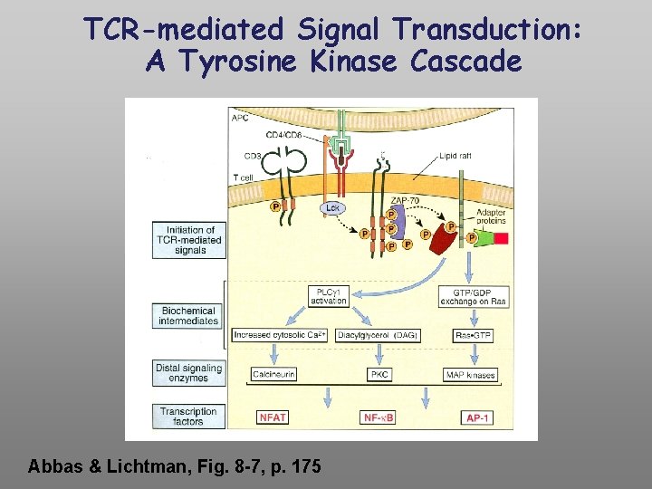 TCR-mediated Signal Transduction: A Tyrosine Kinase Cascade Abbas & Lichtman, Fig. 8 -7, p.