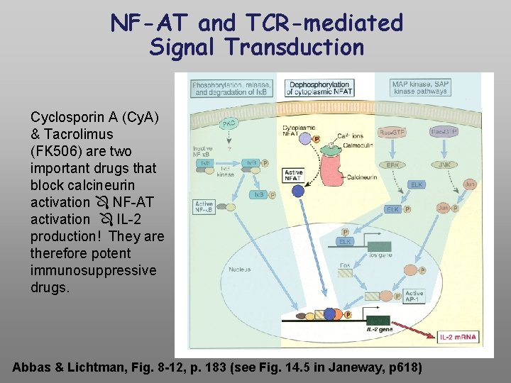 NF-AT and TCR-mediated Signal Transduction Cyclosporin A (Cy. A) & Tacrolimus (FK 506) are
