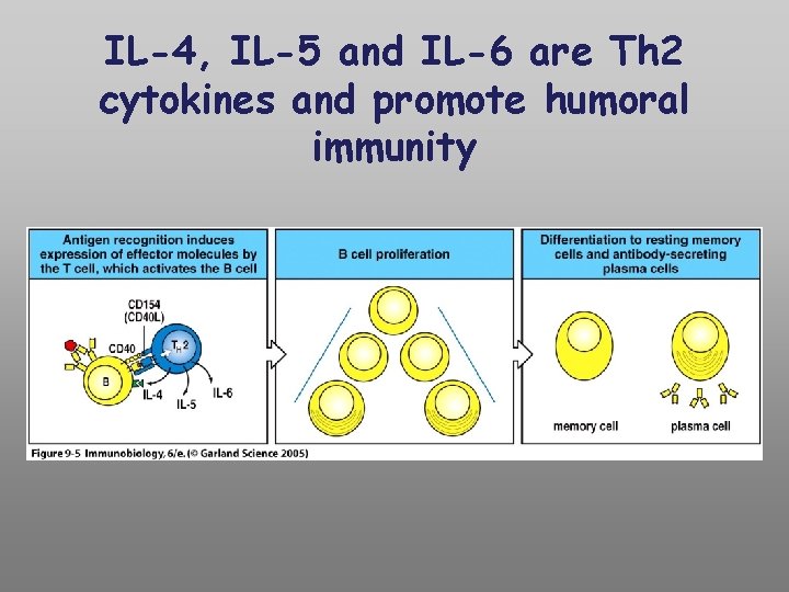 IL-4, IL-5 and IL-6 are Th 2 cytokines and promote humoral immunity 