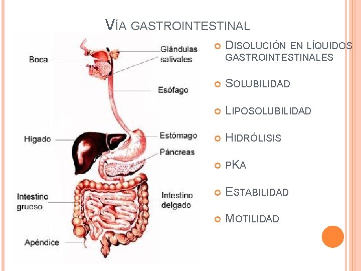 VÍA GASTROINTESTINAL DISOLUCIÓN EN LÍQUIDOS GASTROINTESTINALES SOLUBILIDAD LIPOSOLUBILIDAD HIDRÓLISIS PKA ESTABILIDAD MOTILIDAD 