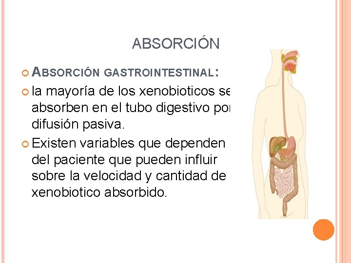 ABSORCIÓN GASTROINTESTINAL: la mayoría de los xenobioticos se absorben en el tubo digestivo por