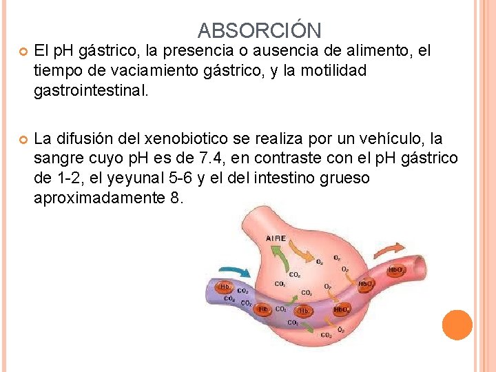 ABSORCIÓN El p. H gástrico, la presencia o ausencia de alimento, el tiempo de