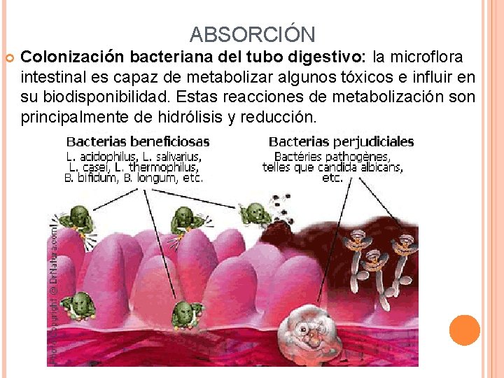 ABSORCIÓN Colonización bacteriana del tubo digestivo: la microflora intestinal es capaz de metabolizar algunos