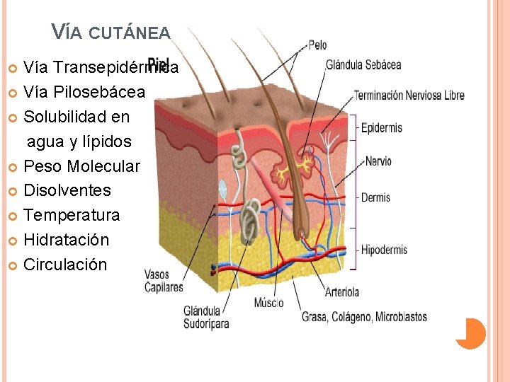 VÍA CUTÁNEA Vía Transepidérmica Vía Pilosebácea Solubilidad en agua y lípidos Peso Molecular Disolventes