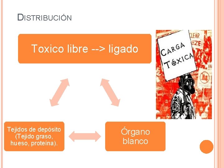 DISTRIBUCIÓN Toxico libre --> ligado Tejidos de depósito (Tejido graso, hueso, proteína). Órgano blanco