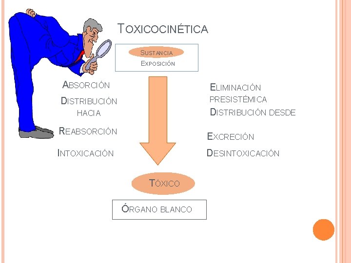 TOXICOCINÉTICA SUSTANCIA EXPOSICIÓN ABSORCIÓN ELIMINACIÓN DISTRIBUCIÓN PRESISTÉMICA DISTRIBUCIÓN DESDE HACIA REABSORCIÓN EXCRECIÓN INTOXICACIÓN DESINTOXICACIÓN