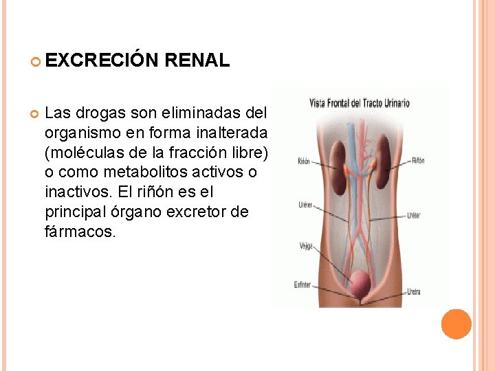  EXCRECIÓN RENAL Las drogas son eliminadas del organismo en forma inalterada (moléculas de