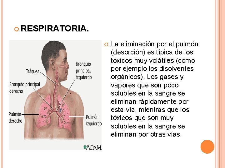  RESPIRATORIA. La eliminación por el pulmón (desorción) es típica de los tóxicos muy