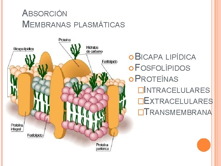 ABSORCIÓN MEMBRANAS PLASMÁTICAS BICAPA LIPÍDICA FOSFOLÍPIDOS PROTEÍNAS �INTRACELULARES �EXTRACELULARES �TRANSMEMBRANA 