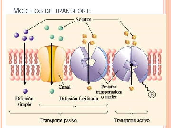 MODELOS DE TRANSPORTE 