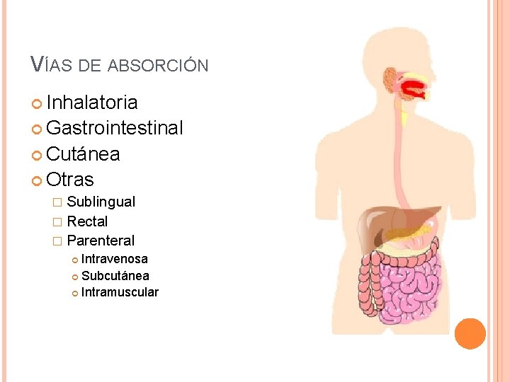 VÍAS DE ABSORCIÓN Inhalatoria Gastrointestinal Cutánea Otras � Sublingual � Rectal � Parenteral Intravenosa