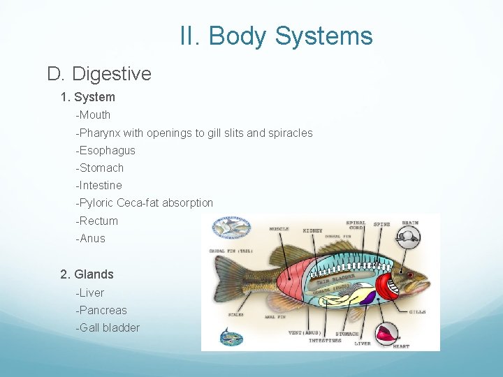 II. Body Systems D. Digestive 1. System -Mouth -Pharynx with openings to gill slits