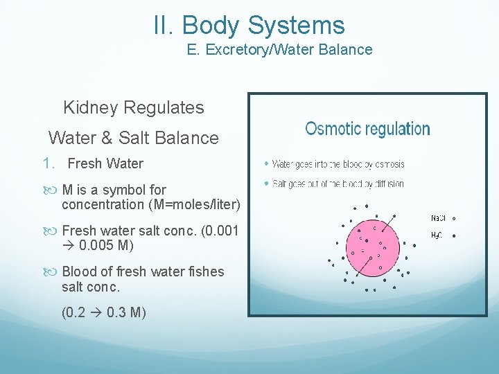 II. Body Systems E. Excretory/Water Balance Kidney Regulates Water & Salt Balance 1. Fresh