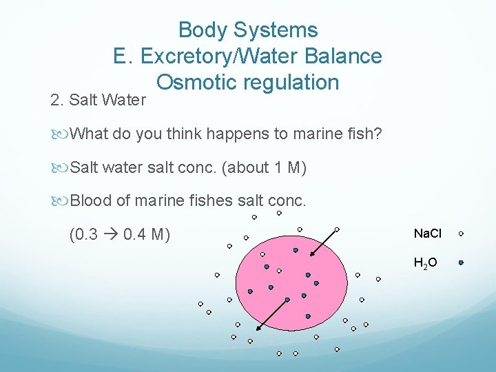 Body Systems E. Excretory/Water Balance Osmotic regulation 2. Salt Water What do you think