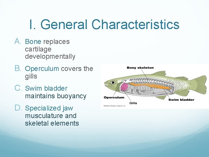 I. General Characteristics A. Bone replaces cartilage developmentally B. Operculum covers the gills C.