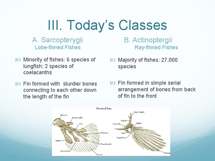 III. Today’s Classes A. Sarcopterygii Lobe-finned Fishes Minority of fishes: 6 species of lungfish;