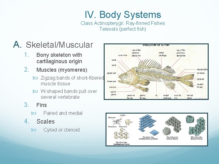 IV. Body Systems Class Actinopterygii: Ray-finned Fishes Teleosts (perfect fish) A. Skeletal/Muscular 1. 2.