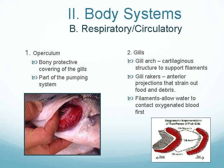  II. Body Systems B. Respiratory/Circulatory 1. Operculum Bony protective covering of the gills
