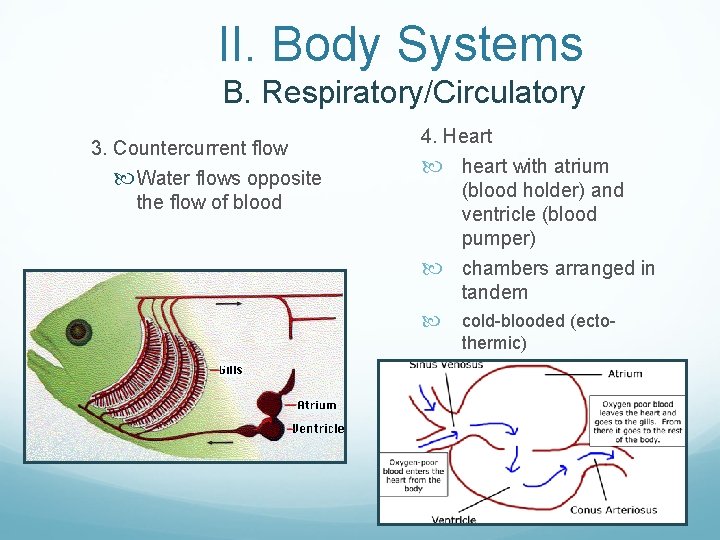  II. Body Systems B. Respiratory/Circulatory 3. Countercurrent flow Water flows opposite the flow