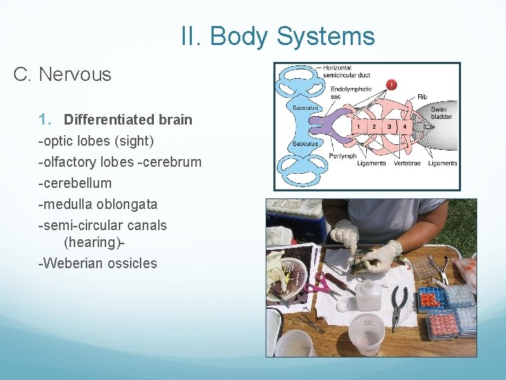 II. Body Systems C. Nervous 1. Differentiated brain -optic lobes (sight) -olfactory lobes -cerebrum