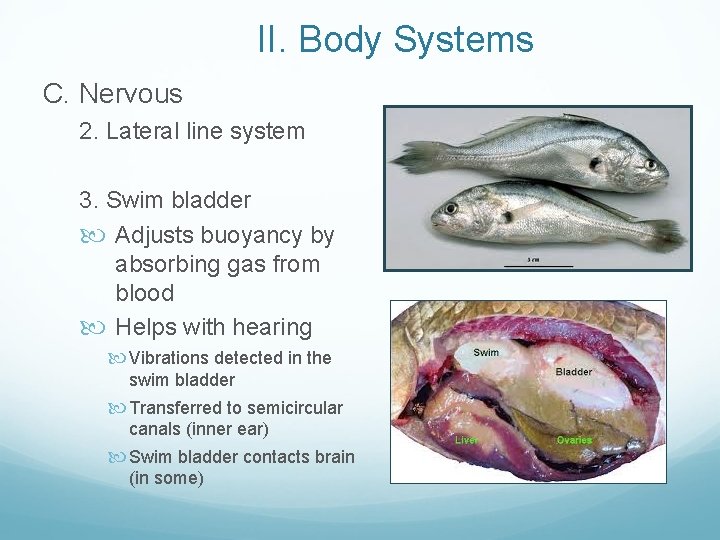 II. Body Systems C. Nervous 2. Lateral line system 3. Swim bladder Adjusts buoyancy